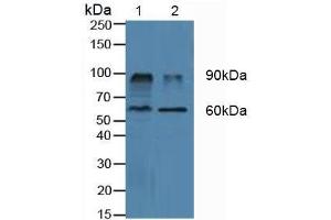 Western blot analysis of (1) Porcine Kidney Tissue and (2) Porcine Liver Tissue. (DPP4 抗体  (AA 484-728))