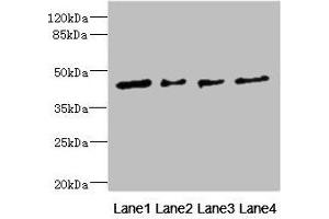 Western blot All lanes: FCRL6 antibody at 1. (FCRL6 抗体  (AA 20-307))