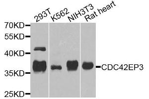 Western blot analysis of extracts of various cell lines, using CDC42EP3 antibody. (CDC42EP3 抗体  (AA 1-254))