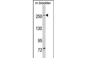 Western blot analysis of LRRK1 (ABIN391141 and ABIN2837943) in mouse bladder tissue lysates (35 μg/lane). (LRRK1 抗体  (C-Term))