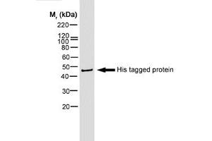 Western blot of HIS tagged protein probed with mouse anti Histidine Tag - Biotin (ABIN119351) and visualised with Streptavidin - HRP