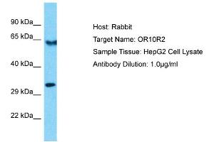 Western Blotting (WB) image for anti-Olfactory Receptor, Family 10, Subfamily R, Member 2 (OR10R2) (C-Term) antibody (ABIN2791821)