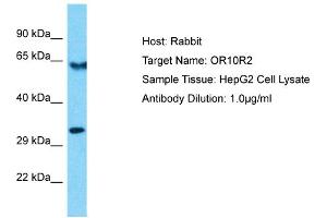 Host: Rabbit Target Name: OR10R2 Sample Type: HepG2 Whole Cell lysates Antibody Dilution: 1. (OR10R2 抗体  (C-Term))