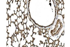 IHC analysis of Caveolin-2/CAV2 using anti Caveolin-2/CAV2 antibody (ABIN7601170).