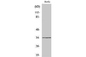 Western Blotting (WB) image for anti-Olfactory Receptor, Family 2, Subfamily M, Member 7 (OR2M7) (C-Term) antibody (ABIN3186069) (OR2M7 抗体  (C-Term))