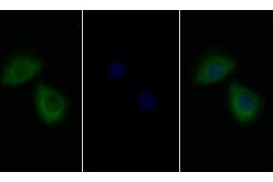Detection of IL13Ra1 in Human HepG2 cell using Polyclonal Antibody to Interleukin 13 Receptor Alpha 1 (IL13Ra1) (IL13 Receptor alpha 1 抗体  (AA 203-376))
