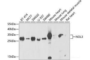 Western blot analysis of extracts of various cell lines using NOL3 Polyclonal Antibody at dilution of 1:1000. (NOL3 抗体)