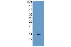 Western Blotting (WB) image for Interleukin 33 (IL33) ELISA Kit (ABIN6730913)