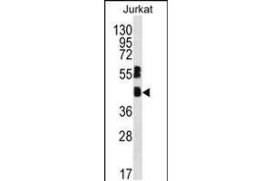 Western blot analysis in Jurkat cell line lysates (35ug/lane). (MAFB 抗体  (C-Term))
