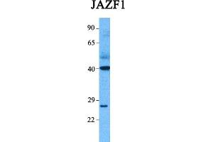Western Blotting (WB) image for anti-JAZF Zinc Finger 1 (JAZF1) (C-Term) antibody (ABIN2778568)