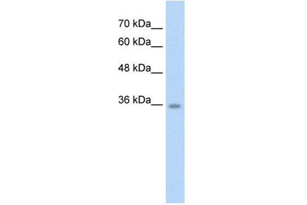 Chromosome 6 Open Reading Frame 134 (C6orf134) (N-Term) 抗体