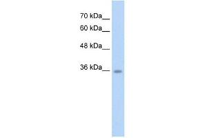 C6ORF134 antibody used at 2. (Chromosome 6 Open Reading Frame 134 (C6orf134) (N-Term) 抗体)