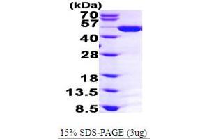 SDS-PAGE (SDS) image for Argininosuccinate Synthase 1 (ASS1) (AA 1-412) protein (His tag) (ABIN667156) (ASS1 Protein (AA 1-412) (His tag))
