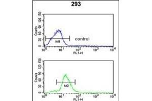 PEX11A Antibody (N-term) (ABIN652955 and ABIN2842610) flow cytometric analysis of 293 cells (bottom histogram) compared to a negative control cell (top histogram). (PEX11A 抗体  (N-Term))