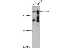 Western blot analysis of extracts of various cell lines, using CSMD3 antibody (ABIN6127662, ABIN6139108, ABIN6139109 and ABIN6215794) at 1:3000 dilution. (CSMD3 抗体  (AA 220-440))