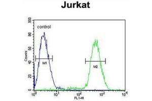 Flow cytometric analysis of Jurkat cells using PPP1R3A Antibody  (right histogram) compared to a negative control cell (left histogram). (PPP1R3A 抗体  (Middle Region))