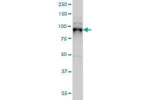 SIX4 monoclonal antibody (M07), clone 5E1 Western Blot analysis of SIX4 expression in Hela S3 NE . (SIX4 抗体  (AA 672-780))