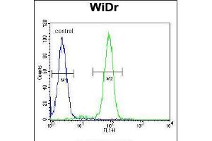 Flow cytometric analysis of WiDr cells (right histogram) compared to a negative control cell (left histogram). (FBXO9 抗体  (C-Term))