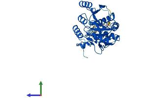 Protein Structure (PS) image for UDP-Gal:betaGlcNAc beta 1,3-Galactosyltransferase, Polypeptide 5 (B3GALT5) (AA 1-310) protein (His tag) (ABIN7552525)