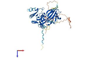 NADK Protein (AA 1-439) (His tag)