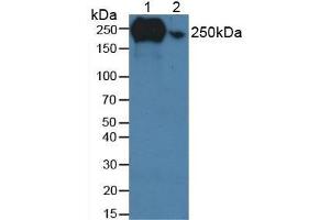 Figure. (Fibronectin 抗体  (AA 313-607))