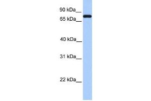 Western Blotting (WB) image for anti-Complement C2 antibody (ABIN2458597) (Complement C2 抗体)