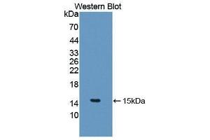 Western Blotting (WB) image for anti-Interleukin 5 (IL5) (AA 20-134) antibody (ABIN3209430) (IL-5 抗体  (AA 20-134))