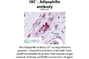Image no. 3 for anti-Perilipin 2 (PLIN2) (AA 28-281) antibody (ABIN1731557) (ADRP 抗体  (AA 28-281))