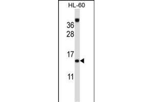 ROBLD3 Antibody (Center) (ABIN657261 and ABIN2846356) western blot analysis in HL-60 cell line lysates (35 μg/lane). (LAMTOR2 抗体  (AA 41-70))