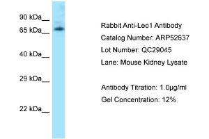 Western Blotting (WB) image for anti-Leo1, Paf1/RNA Polymerase II Complex Component, Homolog (S. Cerevisiae) (LEO1) (N-Term) antibody (ABIN2785020) (LEO1 抗体  (N-Term))
