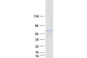 Western Blotting (WB) image for NK2 Homeobox 5 (NKX2-5) protein (Myc-DYKDDDDK Tag) (ABIN2727353)