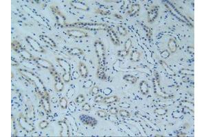 IHC-P analysis of Human Kidney Tissue, with DAB staining. (TNFRSF1A 抗体  (AA 60-236))