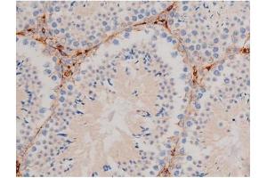 ABIN6267465 at 1/200 staining Mouse testis tissue sections by IHC-P. (CDC25A 抗体  (pSer124))