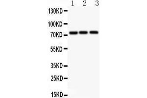 Anti-APLP1 antibody, Western blotting All lanes: Anti APLP1  at 0. (APLP1 抗体  (N-Term))