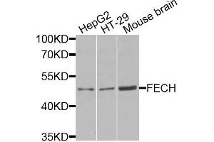 Western blot analysis of extracts of various cells, using FECH antibody. (FECH 抗体)