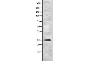 Western blot analysis of MYOG using HeLa whole cell lysates (Myogenin 抗体  (C-Term))