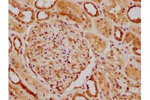 IHC image of ABIN7162069 diluted at 1:300 and staining in paraffin-embedded human kidney tissue performed on a Leica BondTM system.