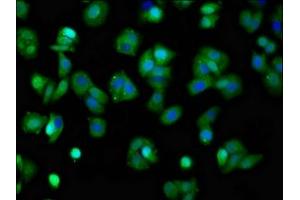 Immunofluorescence staining of HepG2 cells with ABIN7164001 at 1:100, counter-stained with DAPI.