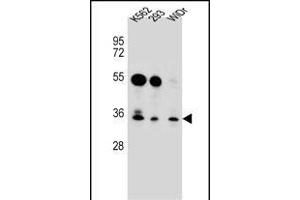 GLIPR1L2 Antibody (N-term) (ABIN656525 and ABIN2845792) western blot analysis in K562,293,WiDr cell line lysates (35 μg/lane). (GLIPR1L2 抗体  (N-Term))