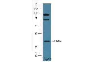 HepG2 cell lysates probed with Rabbit Anti-DHRS2 Polyclonal Antibody, Unconjugated (ABIN2559682) at 1:300 in 4˚C. (DHRS2 抗体  (AA 61-160))