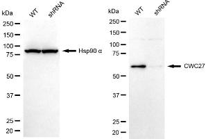 Western blotting analysis using CWC27 antibody (ABIN7798183). (Cwc27 抗体)