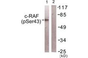 Western blot analysis of extracts from NIH-3T3 cells, using C-RAF (Phospho-Ser43) Antibody. (RAF1 抗体  (pSer43))