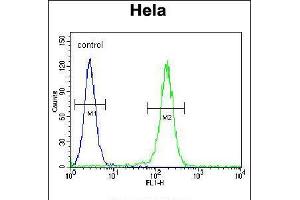 Flow cytometric analysis of Hela cells (right histogram) compared to a negative control cell (left histogram). (LARS 抗体  (N-Term))
