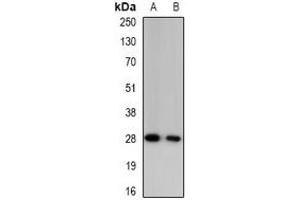 Western blot analysis of Granzyme A expression in mouse blood (A), rat blood (B) whole cell lysates. (GZMA 抗体)