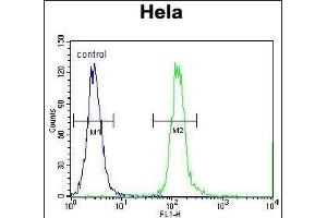 CPSF4L Antibody (C-term) (ABIN655557 and ABIN2845061) flow cytometric analysis of Hela cells (right histogram) compared to a negative control cell (left histogram). (CPSF4L 抗体  (C-Term))