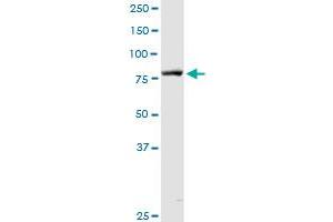 DGKA MaxPab rabbit polyclonal antibody. (DGKA 抗体  (AA 1-735))