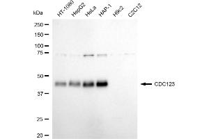 Western blotting analysis using CDC123 antibody (ABIN7798001). (Recombinant CDC123 抗体)