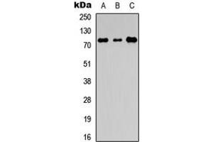 Western blot analysis of EDEM1 expression in HEK293T (A), Raw264. (EDEM1 抗体  (Center))