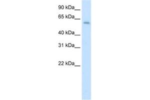 Western Blotting (WB) image for anti-Apoptosis Antagonizing Transcription Factor (AATF) antibody (ABIN2461824) (AATF 抗体)