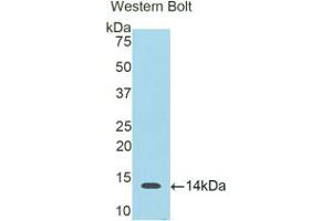 Western blot analysis of the recombinant protein. (S100B 抗体  (AA 1-92))